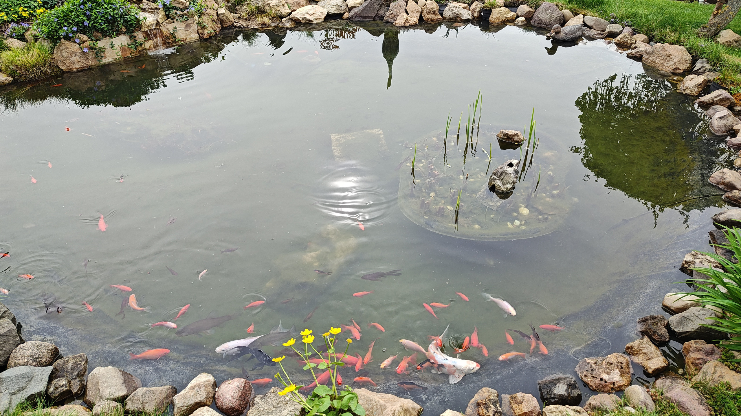  Heissner Teichpflege "TEICHKUR IDEAL"