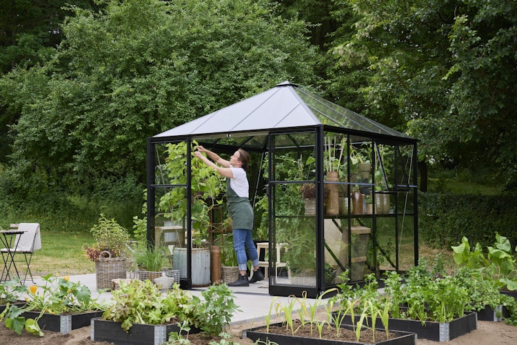 Halls Gewächshaus Qube Square 8 - 6,3 m²