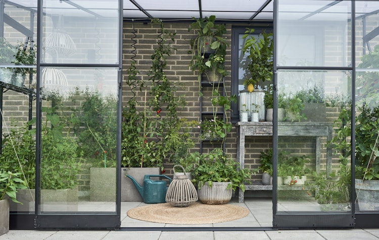 Halls Gewächshaus Qube Lean-to - 0,8 m² / 1,2 m² / 4,7 m² / 7,1 m² Farbe: Schwarz